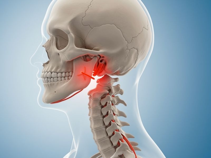spine